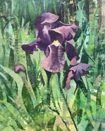 Iris