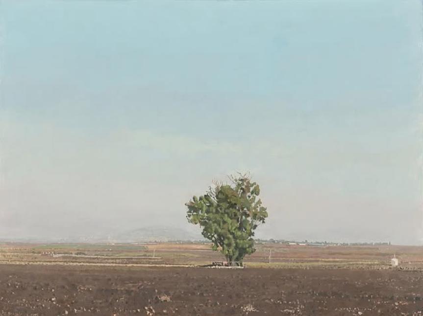 Eucalyptus in Landscape