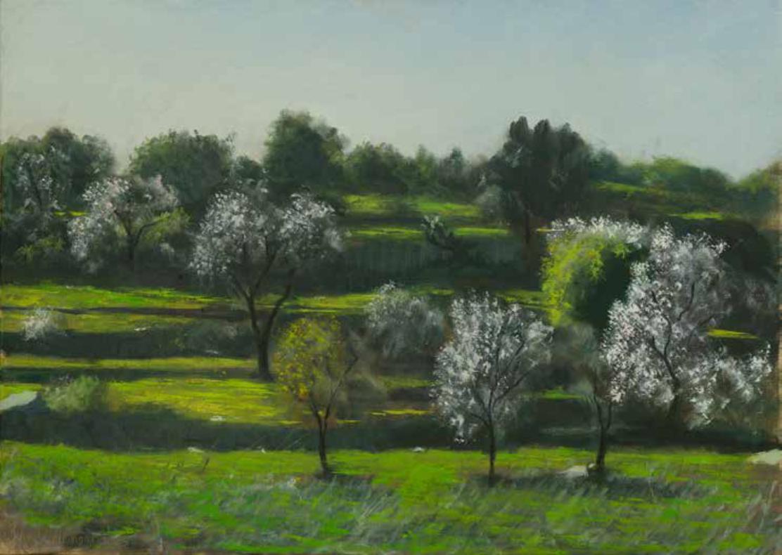 Almond Trees in Titora