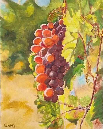 Grapes in the Vineyard
