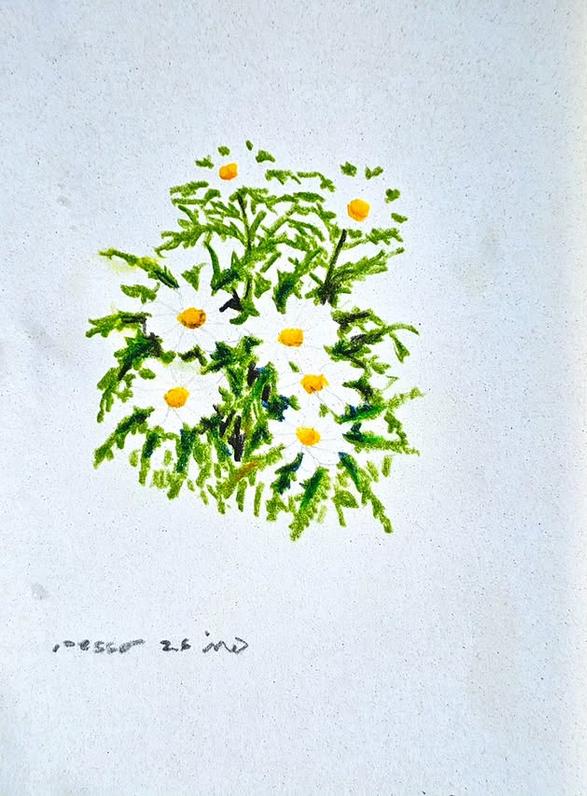 Chamomile