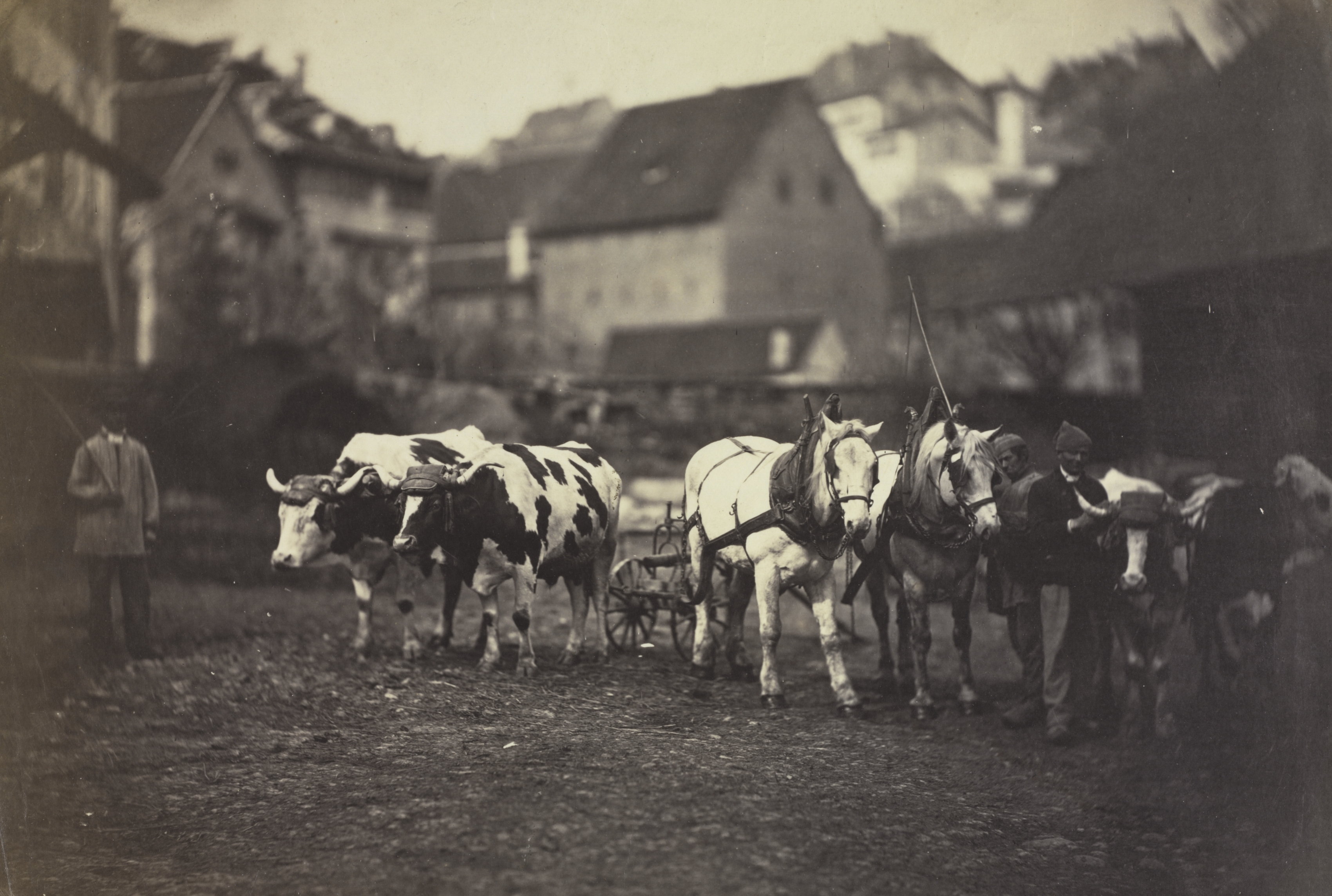 Untitled (Farm Animals)